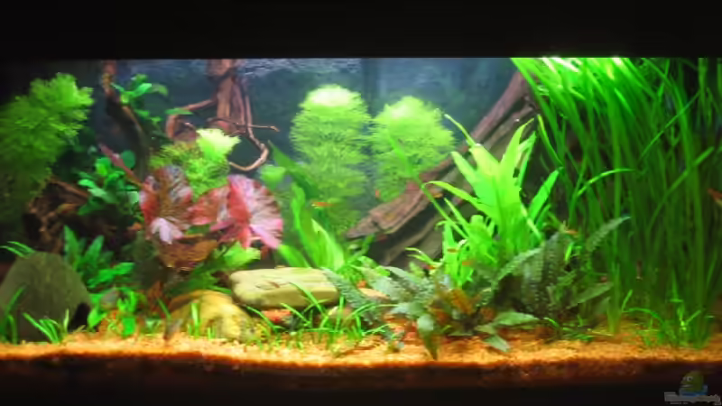 Vollbild mit alter Wurzel bis Okt. 2006 von Ralf Franke (10)