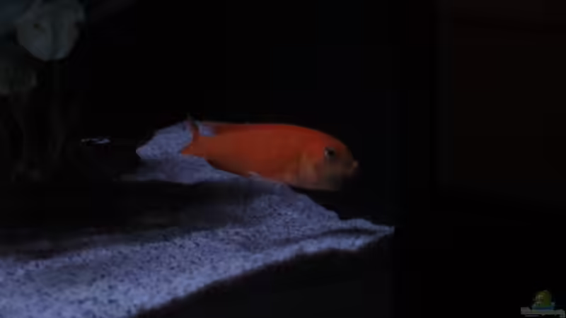 Volle Backen -15.01.13 von aquamika (28)