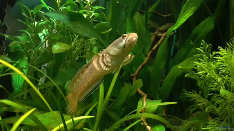 volle Bäuche :) von Mario74 (27)