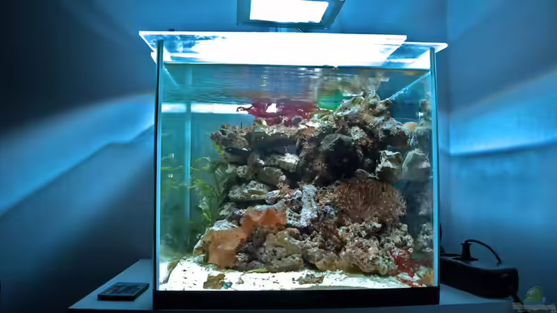 volle Beleuchtung von Cichlid Power (4)