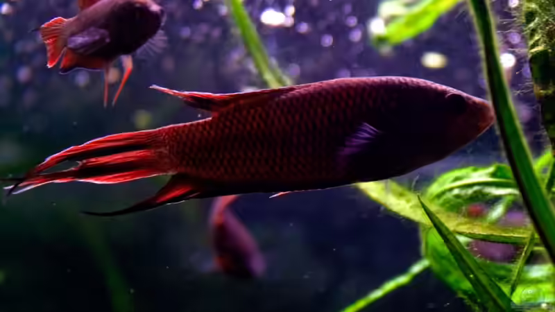 Volle Breitseite von Pete (27)