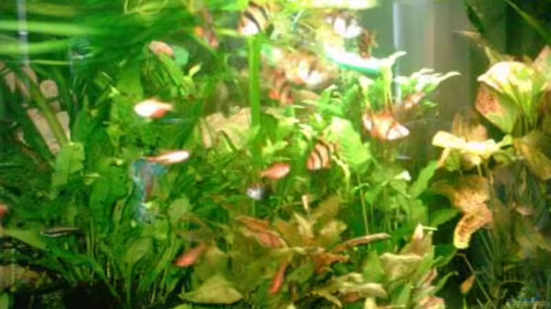 Vollererwartung auf  Futter von West01 (3)