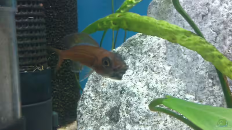 volles maul von marco_0 (23)