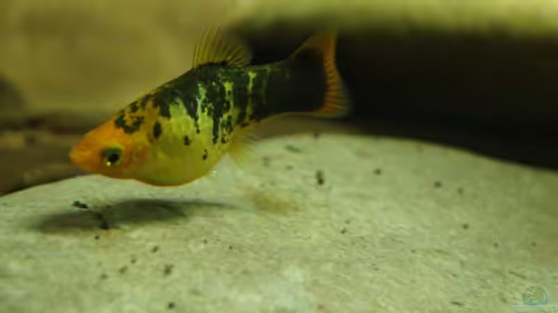 vollgefressen... von Rootsman (30)