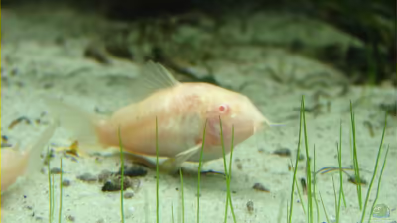 vollgefressen... von Thomas Graf (31)