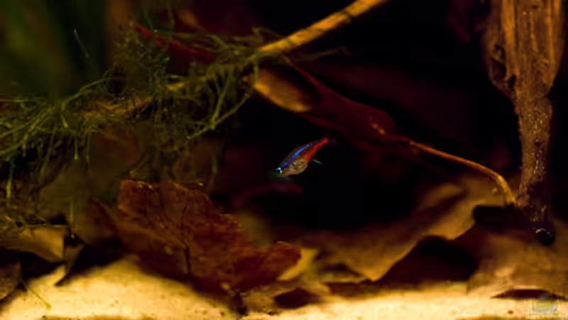 Vollgefressener Neon von Benjamin Hamann (20)