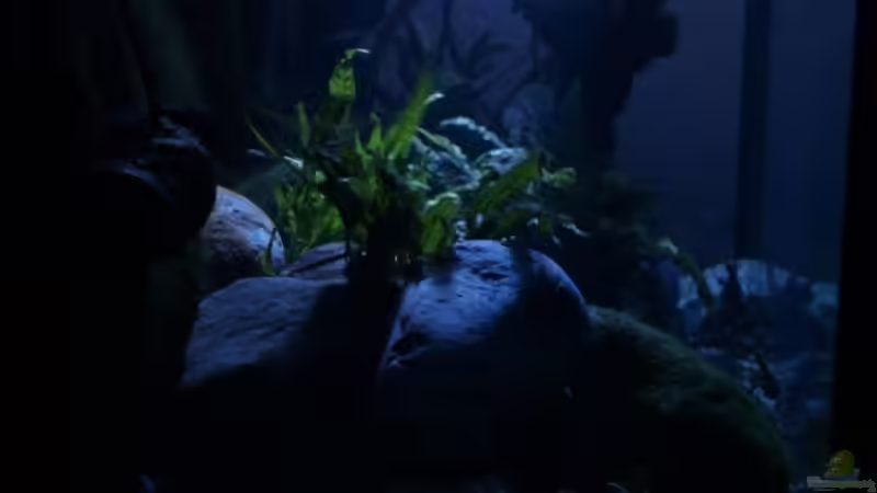 Vollmond von Werner Wittwer (13)