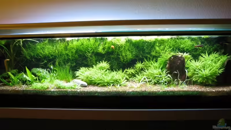 vom 22.3.09 von Hanswerk (1)