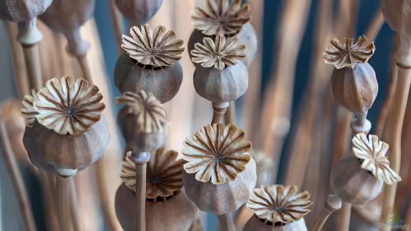 Vom Beet in die Vase - Natürliche Dekorationen mit Trockenpflanzen