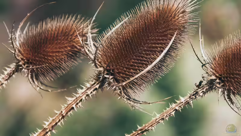 Vom Beet in die Vase - Natürliche Dekorationen mit Trockenpflanzen