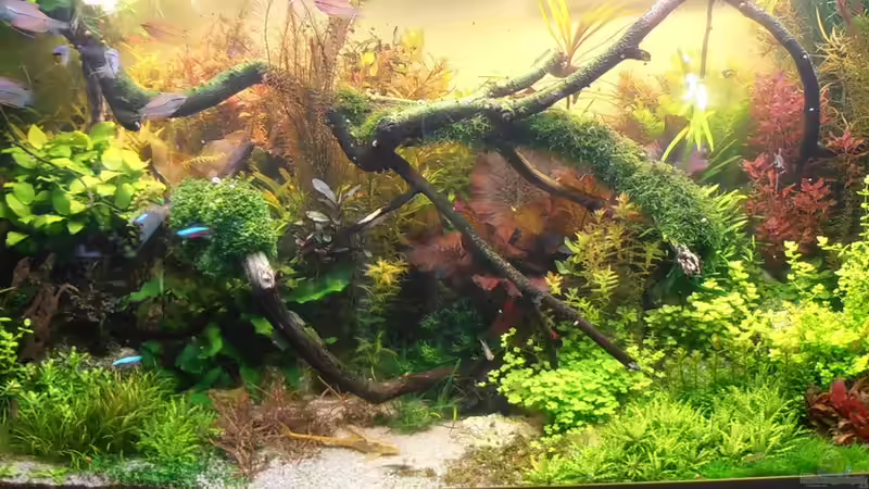 Vom Bucenwald zum ´Yello Stone´ von achim-cool (1)