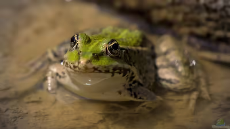 Vom naturnahen Teich zum echten Naturteich 