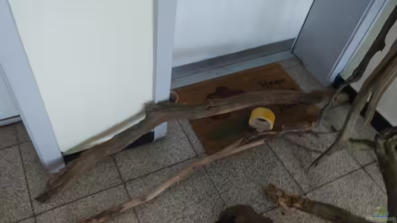 vom Sammeln heimgekehrt von Tiburón (34)