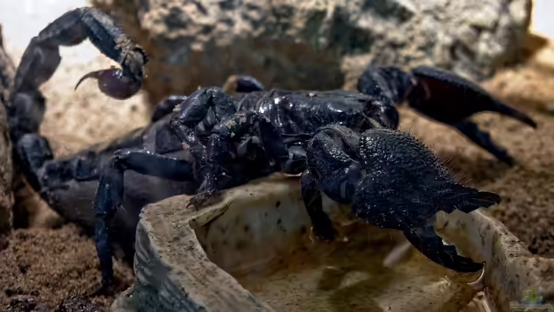 Vom Skorpion gestochen: So reagierst du richtig