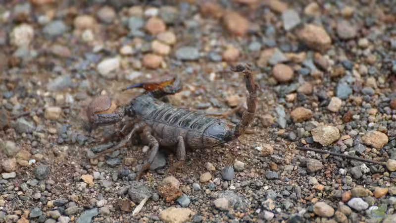 Vom Skorpion gestochen: So reagierst du richtig