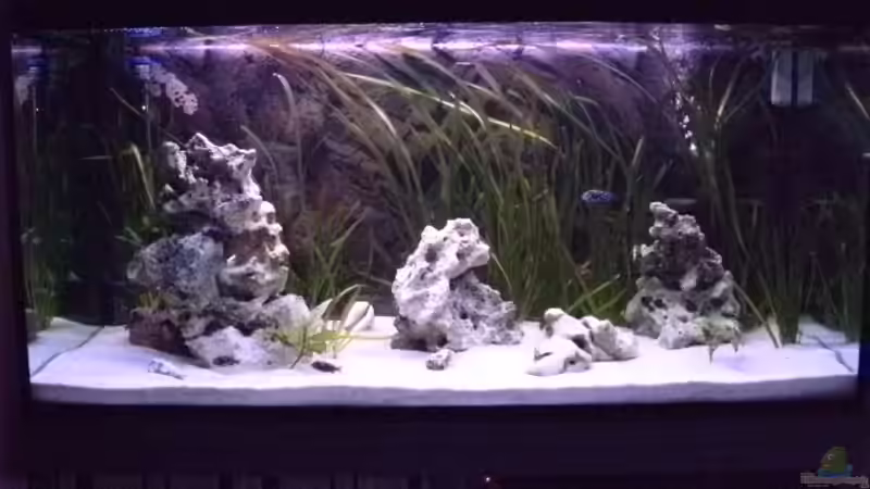 Vom Sofa aus von CICHLID (8)