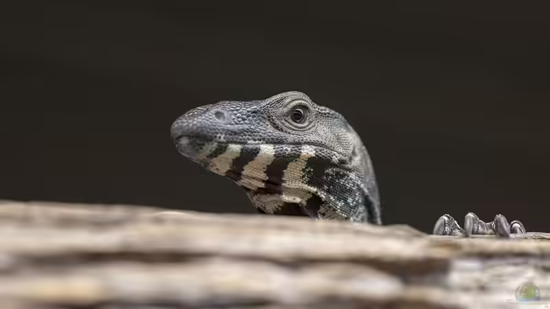 Vom Waran gebissen - Ursachen, Erste Hilfe, Behandlung und Vorbeugung