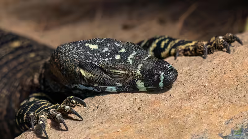Vom Waran gebissen - Ursachen, Erste Hilfe, Behandlung und Vorbeugung