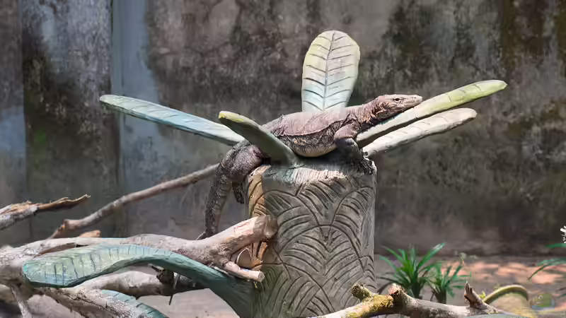 Vom Waran gebissen - Ursachen, Erste Hilfe, Behandlung und Vorbeugung