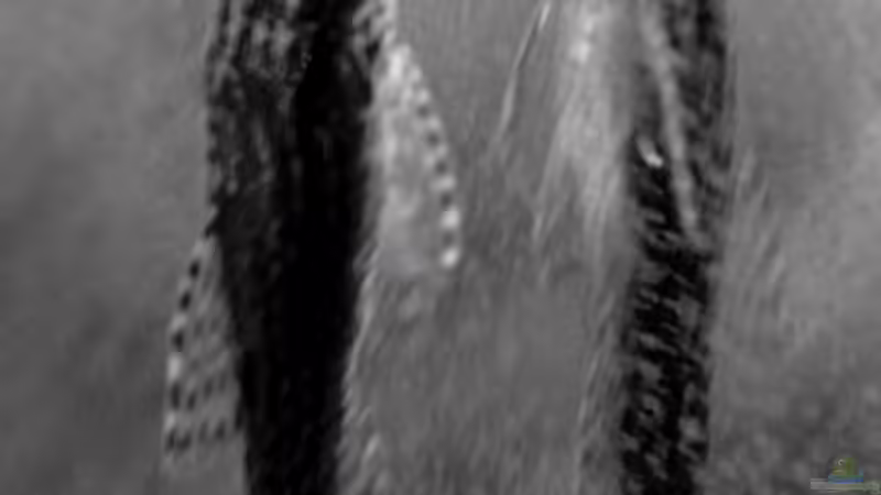 Von Angesicht zu Angesicht ;) von Jo The Fish (19)