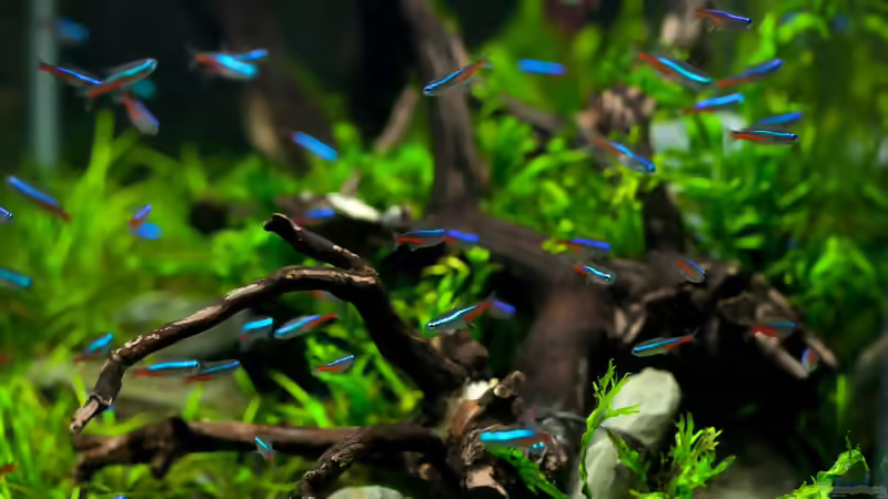Von Aquarium bis Teich: Was zeichnet eine artgerechte Tierhaltung aus?