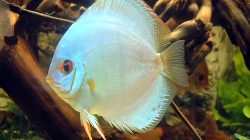 Von den Kobalt schwimmen 2 im Becken von Thorsten Ikemann (9)