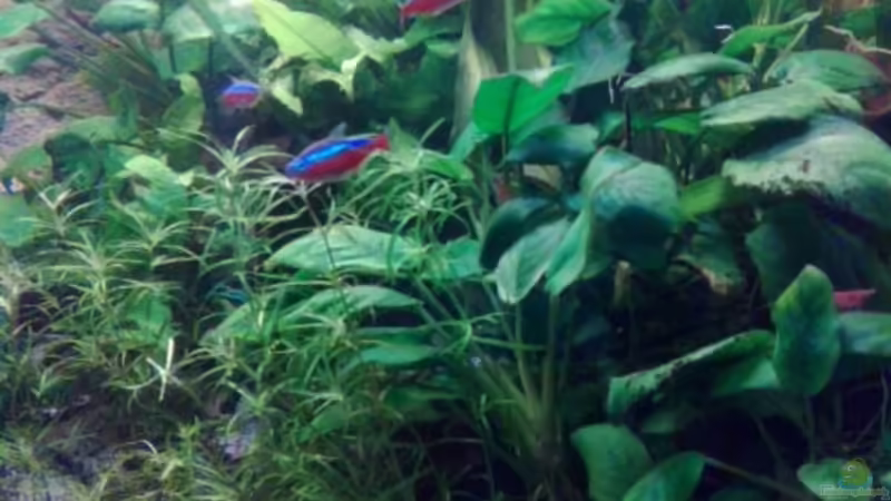 von der anderen seite von ecki (13)