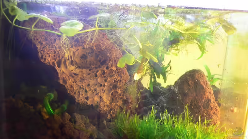 von der Linken Seite  von Max Wolf (5)