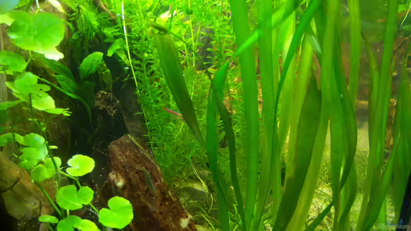 von der linken Seite durch das Becken von Schratze (70)