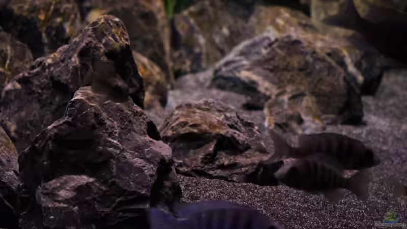 von der linken Seite von die Perle... (13)