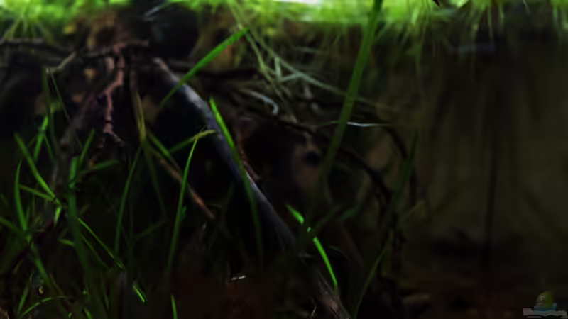 von der linken Seitenscheibe quer durchs Becken von die Perle... (13)