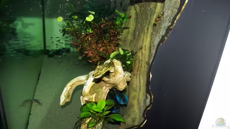 von der rechten Seite von Jens Beier (5)