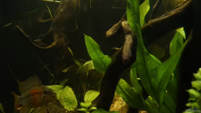 Von der rechten Seite von Rein (3)