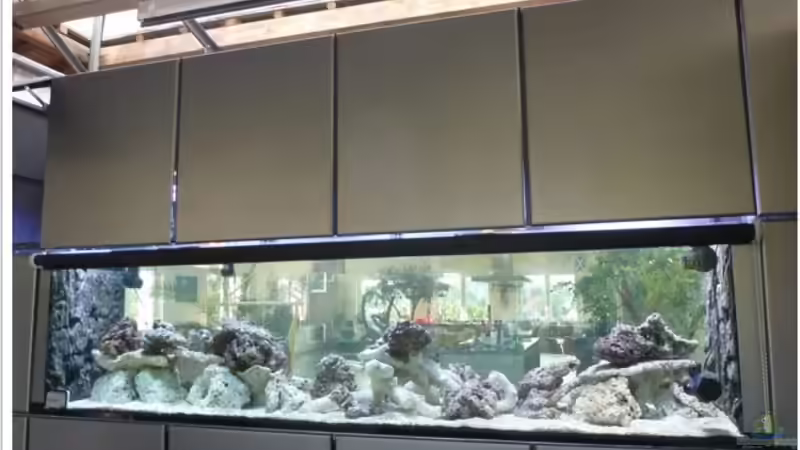 Von der Rückseite betrachtet. Kieselalgen schon fast verschwunden von OldFriend (9)