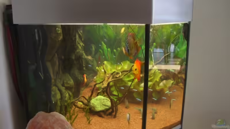 Von der Seite, die Moorkien Beschwerung/Stein ist jetzt weg von Dimi Georgomanos (2)