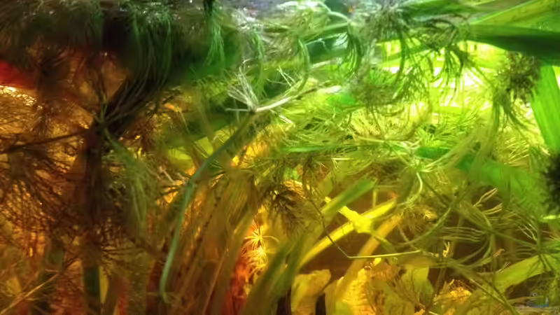 Von der Seite  von der Steirer (32)