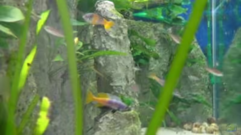 von der Seite 12/07 von Dominic Labella (6)