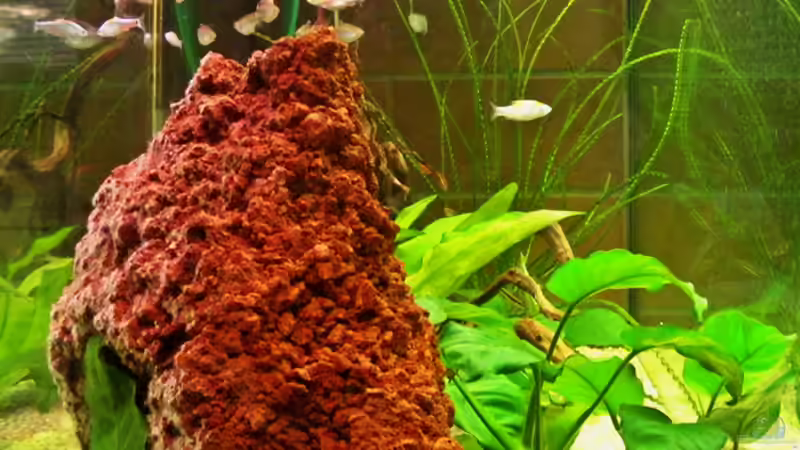 Von der Seite aus fotografiert von Alex Dihu (2)