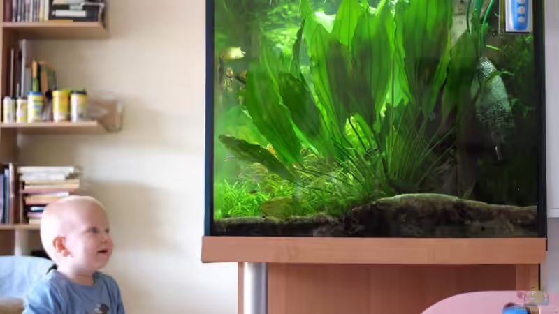 Von der Seite ist rechts gut die Plastikflasche zu sehen, und auch die 20cm Bodengrund. von Rheinländer (33)