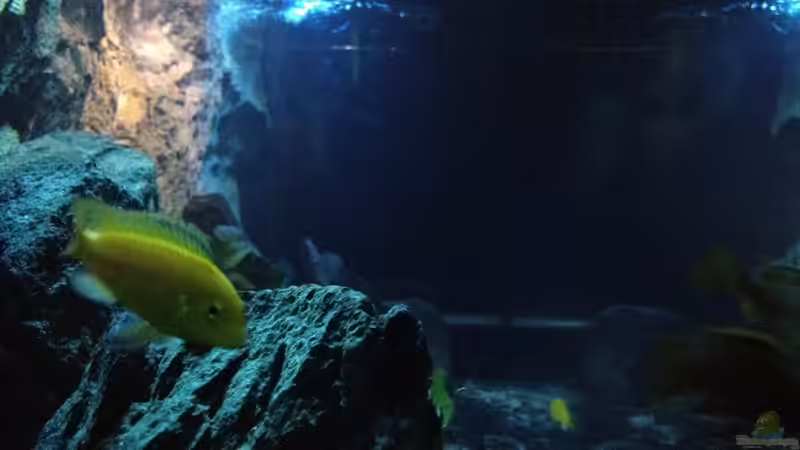 Von der Seite längs nach von der Steirer (91)