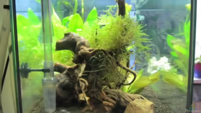 von der Seite links von Mogwai (6)