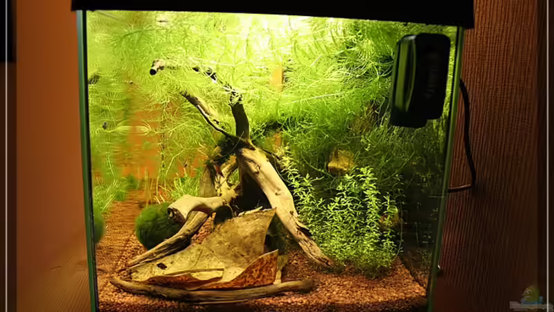 von der Seite nach zwei Monaten von Moerser (3)