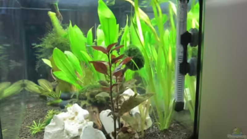 von der Seite rechts von Mogwai (7)