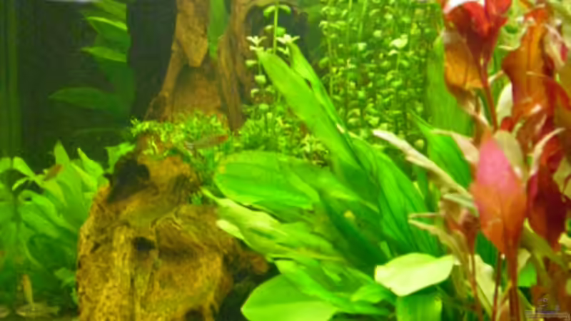 von der seite von Andy 86 (4)