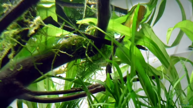 von der Seite von Chris_R. (30)