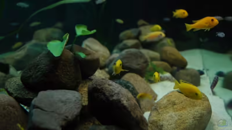 Von der Seite von Christopher Lührs (17)