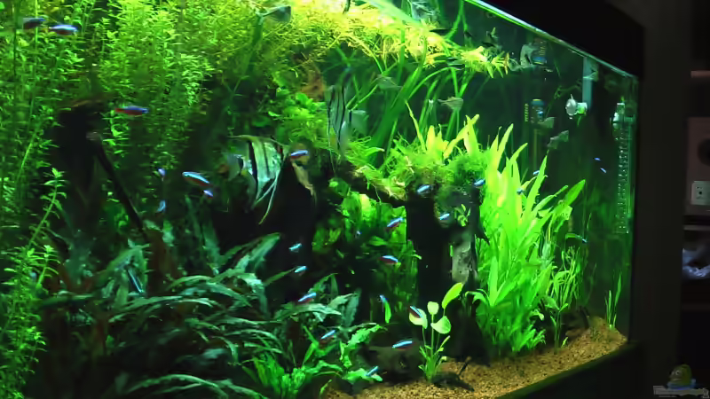 Von der Seite von DennisTheMenis (2)