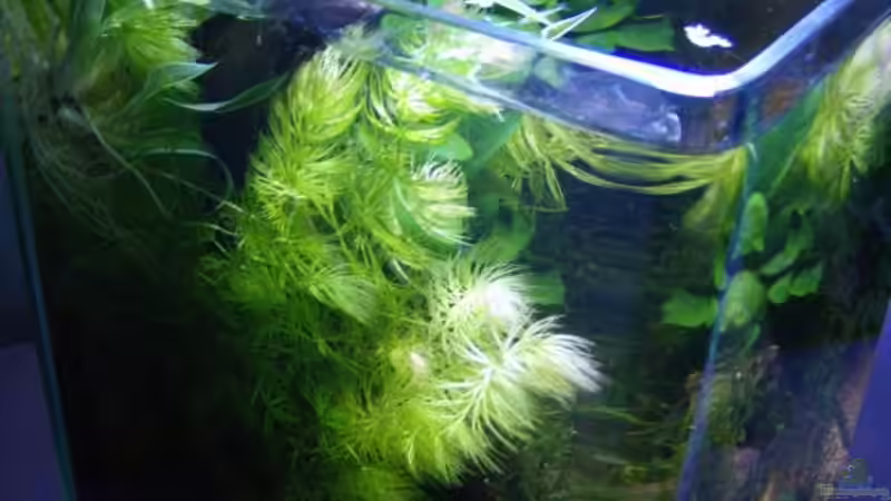 von der Seite von güni (2)