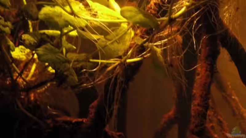 von der Seite von Laura (19)