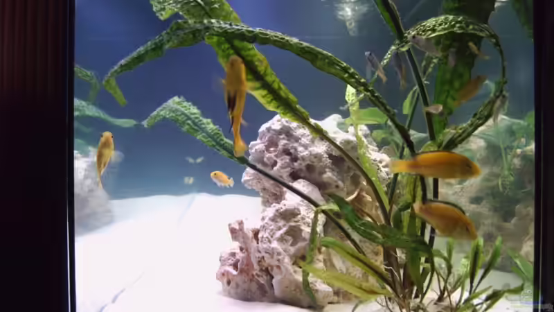 von der seite von Markus Gebauer (3)